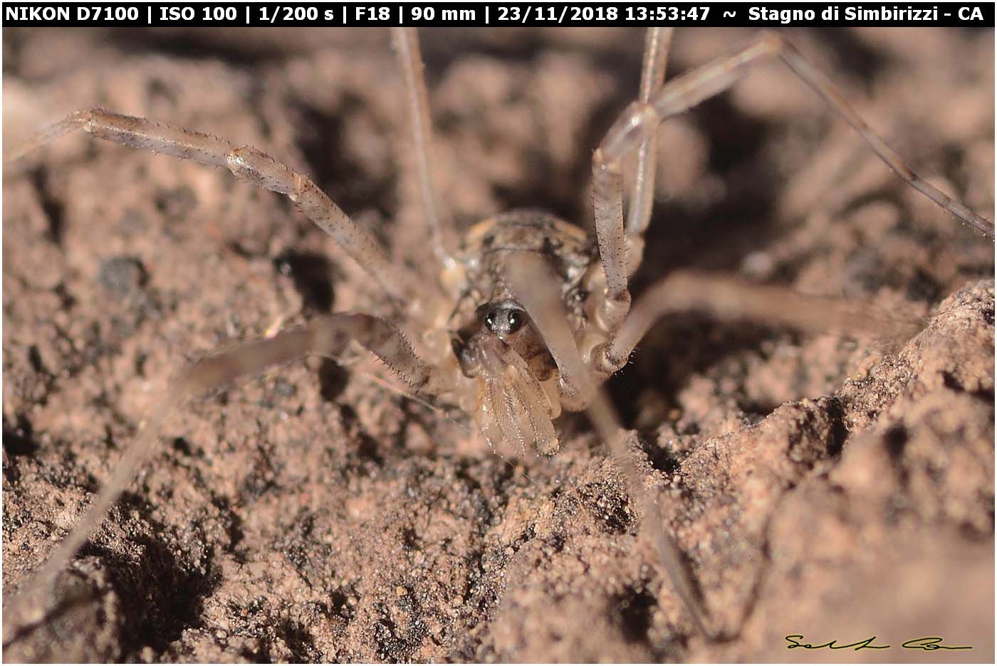 Dicranopalpus brevipes (Phalangiidae) - Nuova pubblicazione